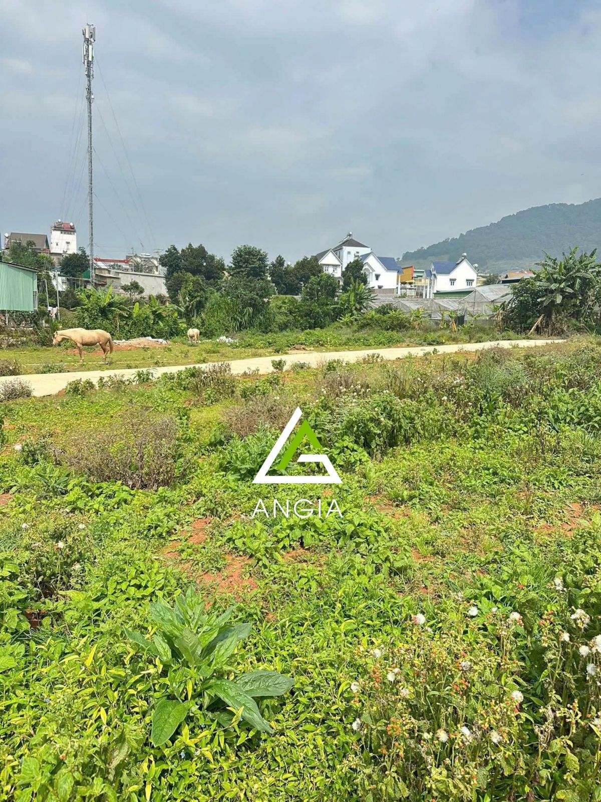 Đất Bon Dơng, Lạc Dương - Giá: 1ty5