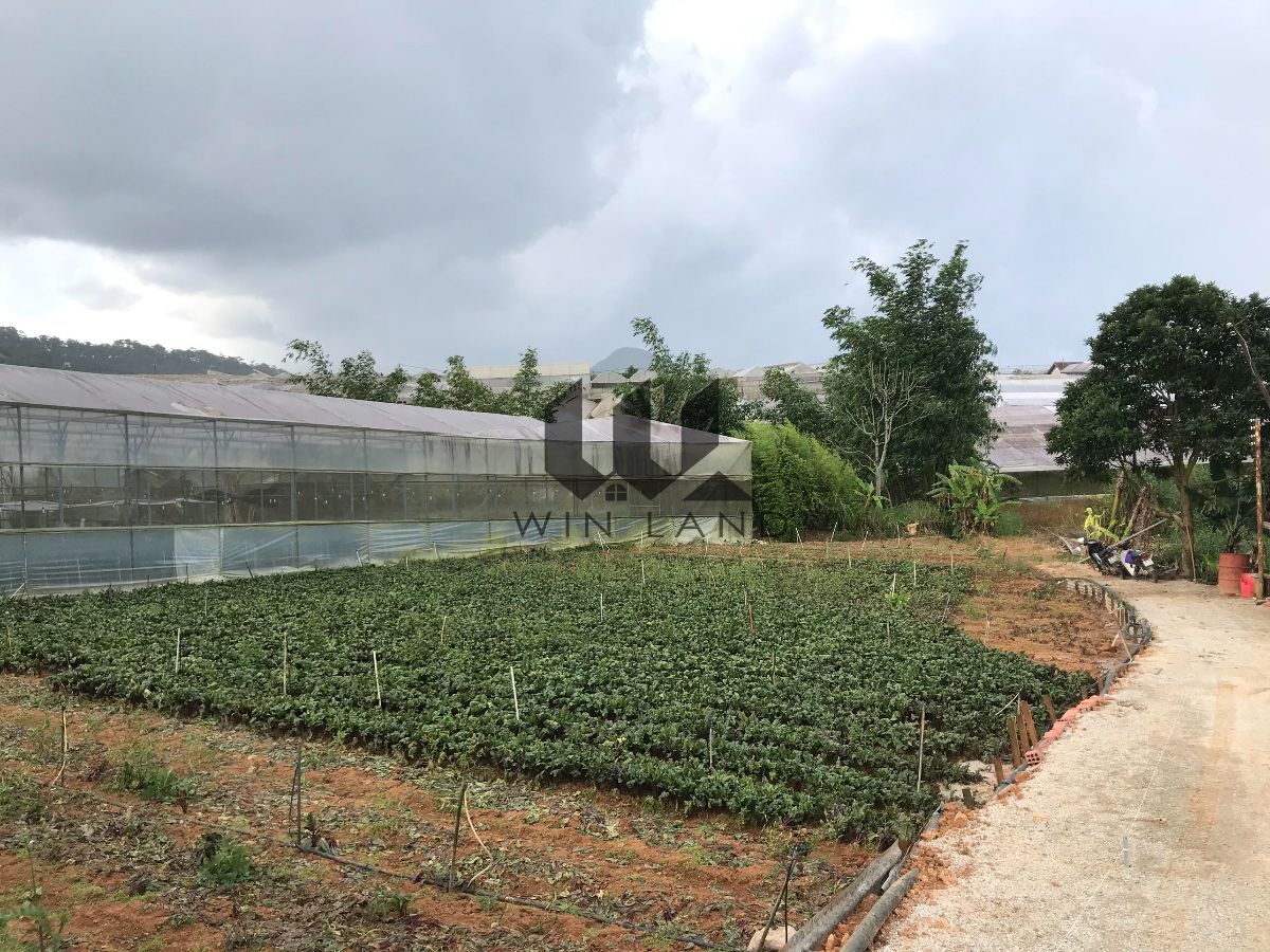 Đất Cù Chính Lan - Giá: 5ty5