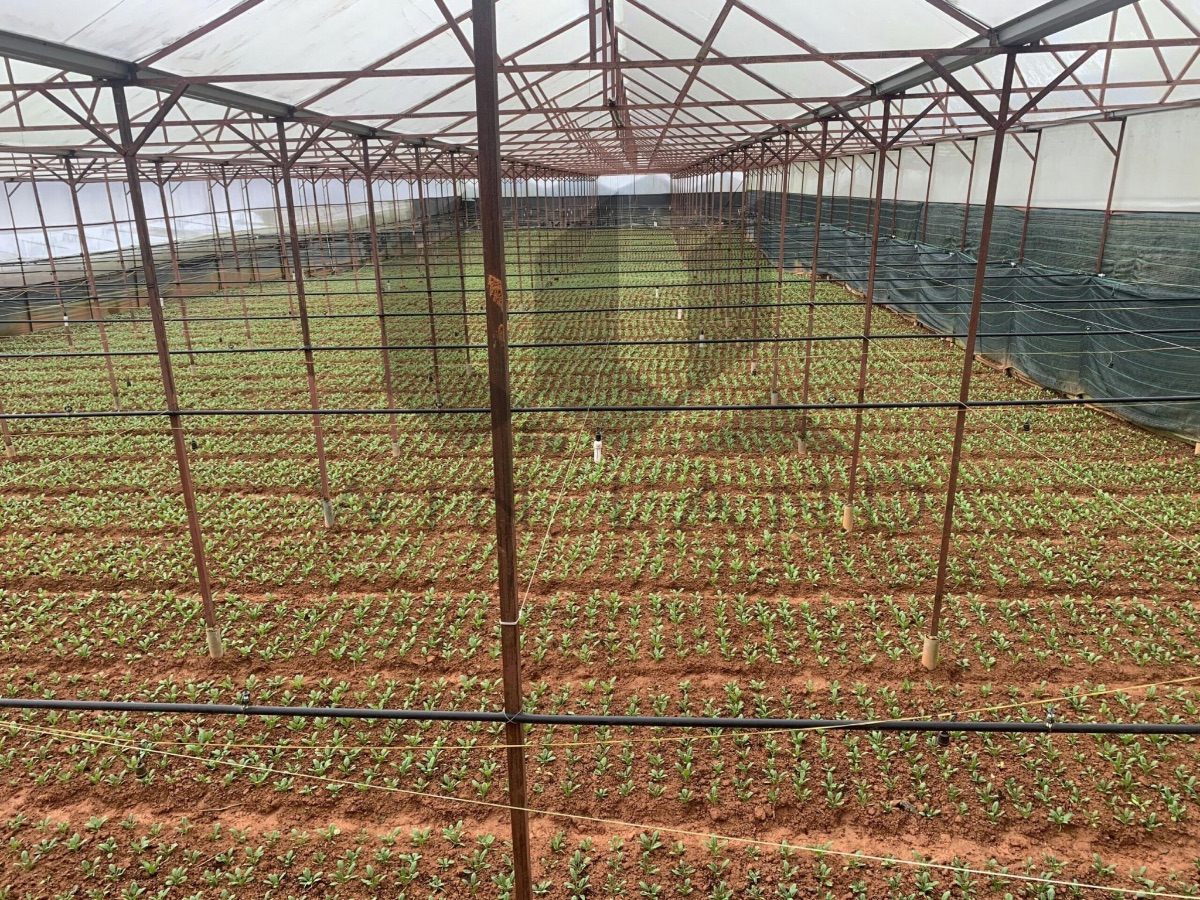 Đất Cao Bá Quát - Giá: 29ty9