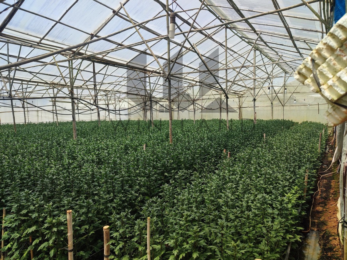Đất Vạn Hạnh - Giá: 9ty