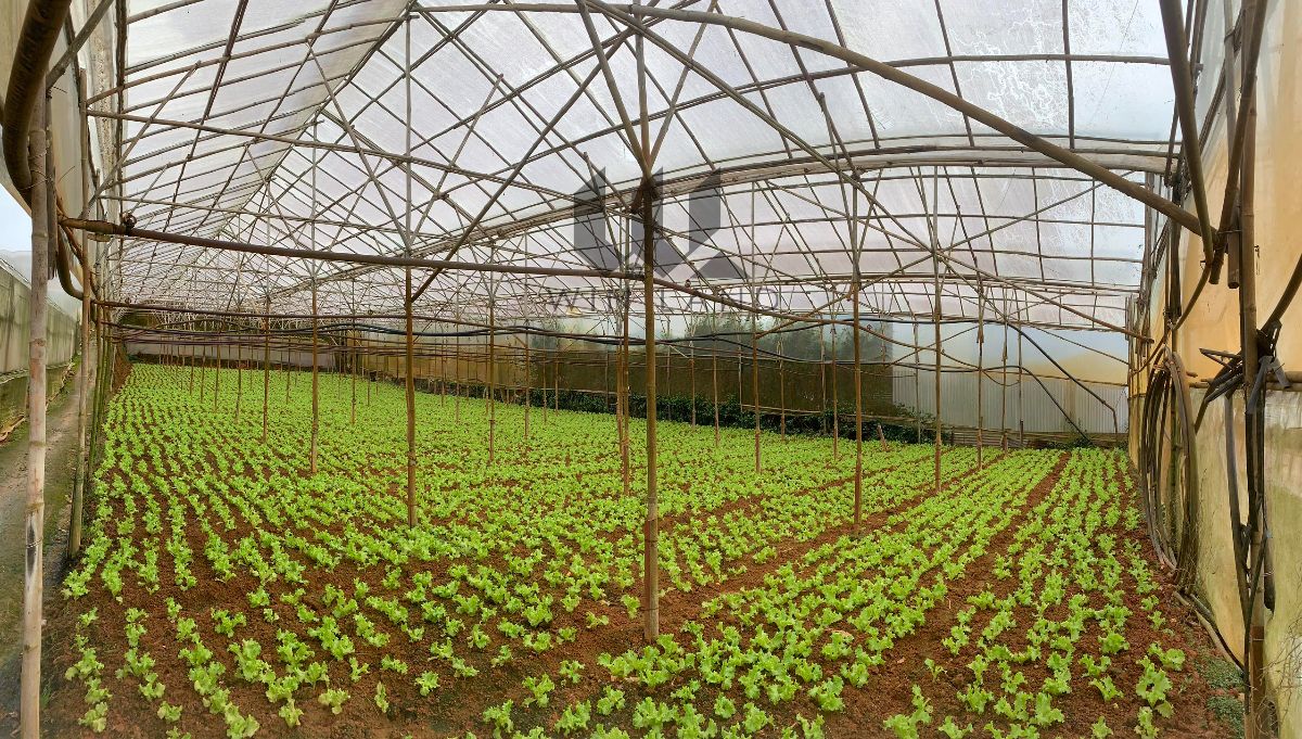 Đất Cù Chính Lan (Quanh Hồ) - Giá: 41ty4 (9tr/m2)