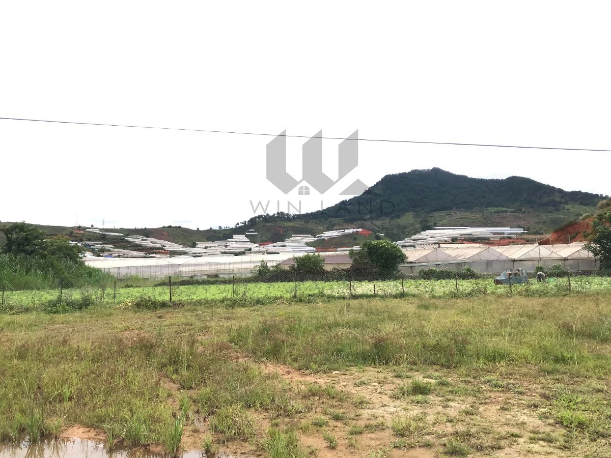 Đất Đankia, Lạc Dương - Giá: 3ty2