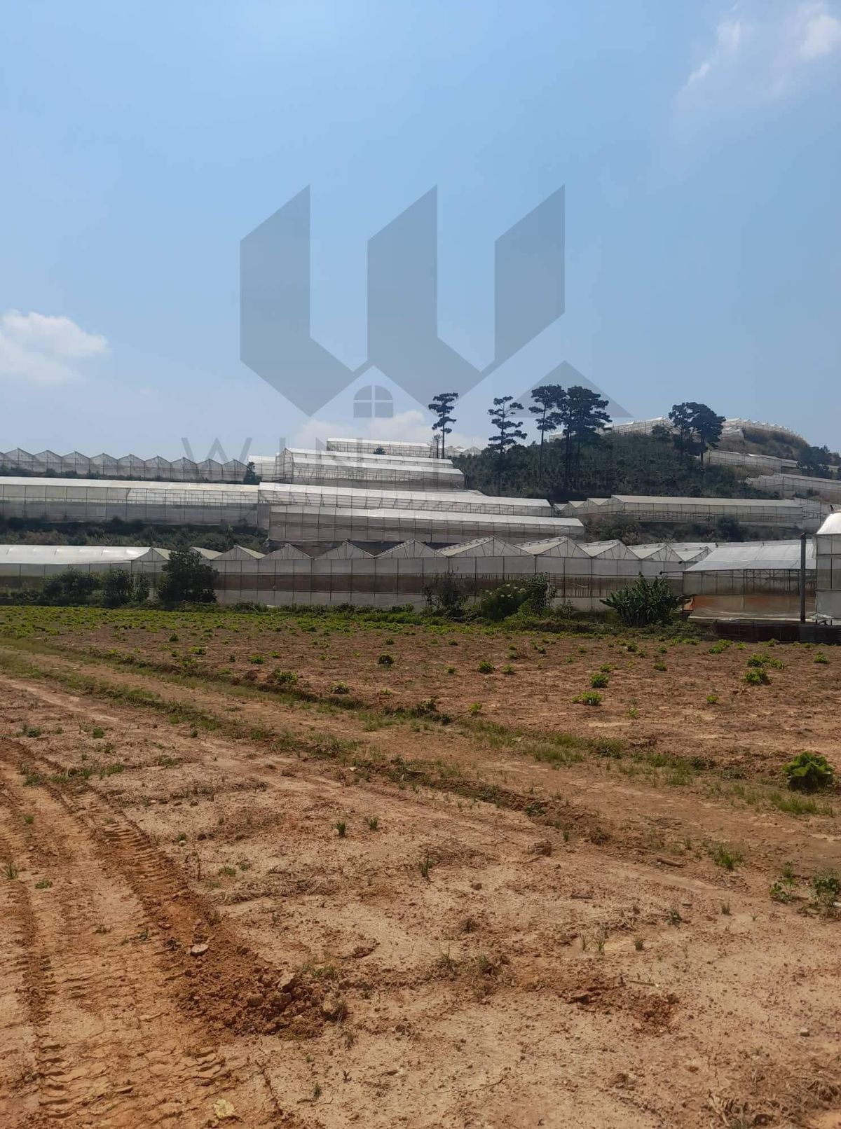 Đất Păng Tiêng, xã Lát, Lạc Dương - Giá: 2,9tr/m2 (8ty980)