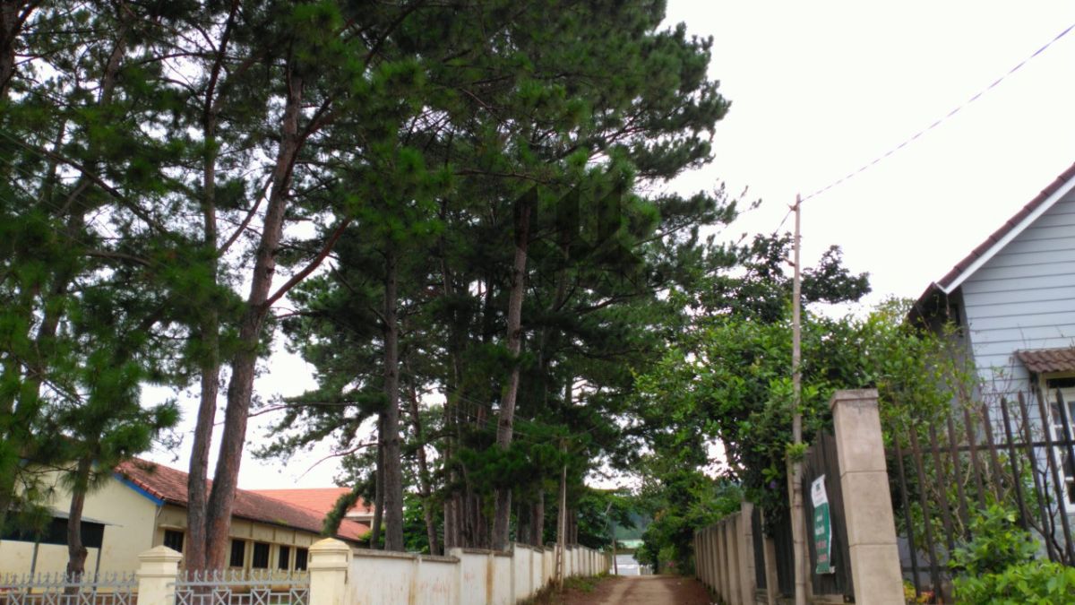 Bán đất tặng nhà gỗ xã Tà Nung - Giá: 4ty