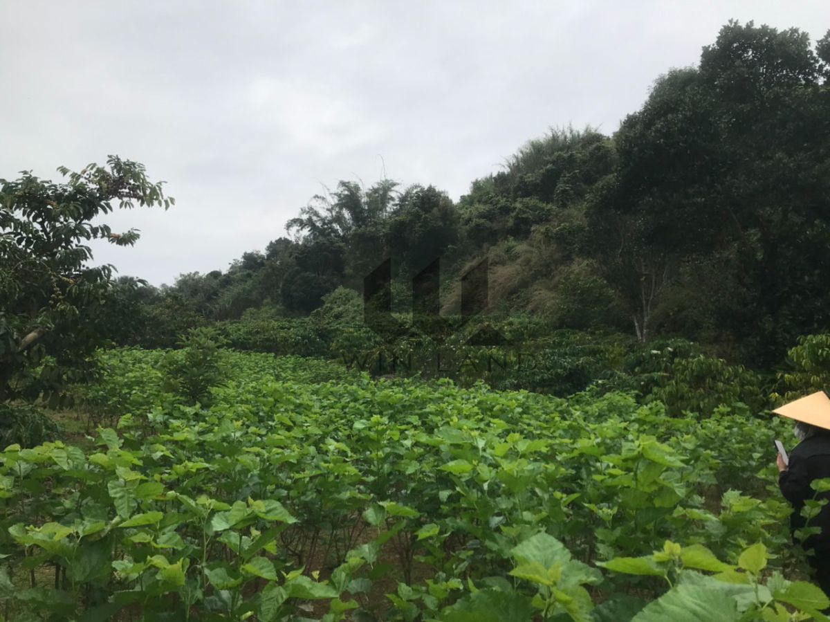 Đất xã Tân Hà, huyện Lâm Hà - Giá: 7ty 