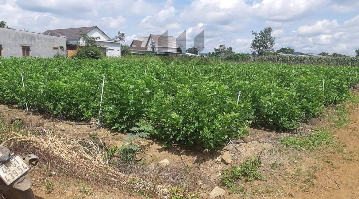 Đất xã Tân Hội, huyện Đức Trọng - Giá: 1ty7