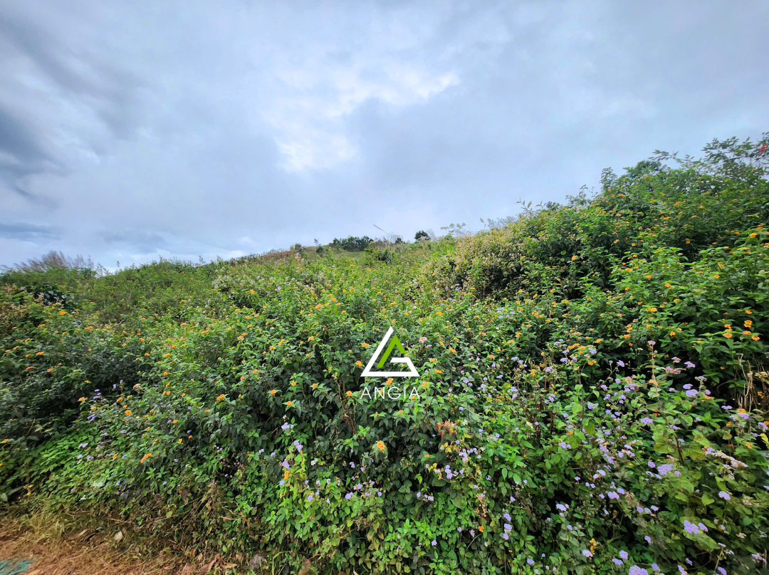 Đất Bidoup Lạc Dương - Giá: 7ty5