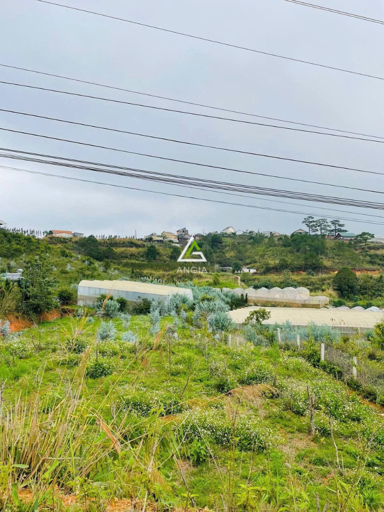 Đất Xã Lát, Lạc Dương - Giá: 14ty2